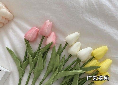 求婚买什么花好