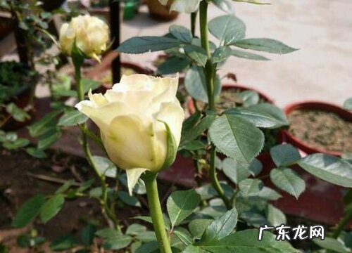 求婚买什么花好