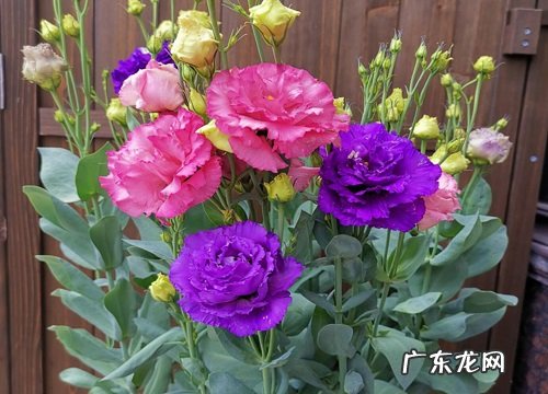 求婚买什么花好