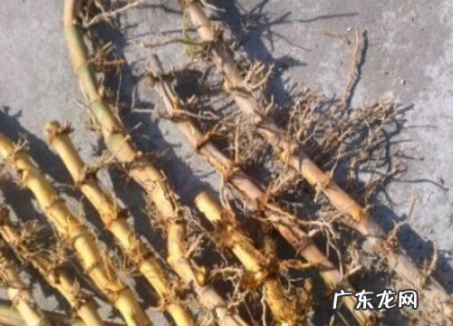 鞭根块茎繁殖与种植方法