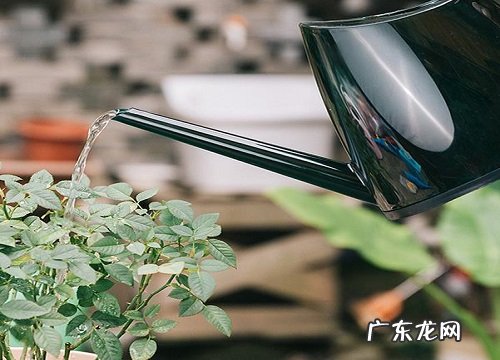 水果酵素能浇花吗