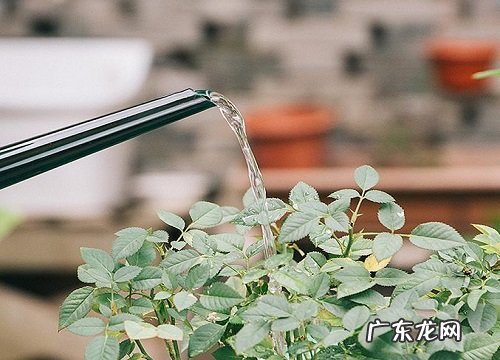 水果酵素能浇花吗