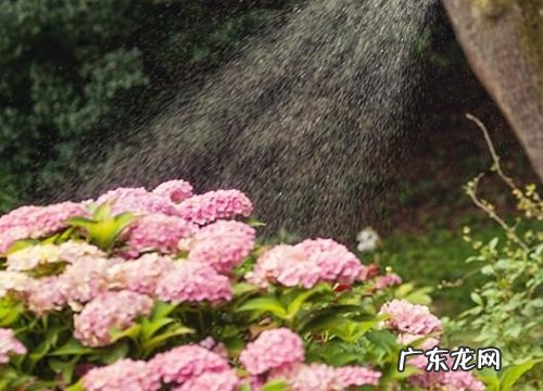 水果酵素能浇花吗