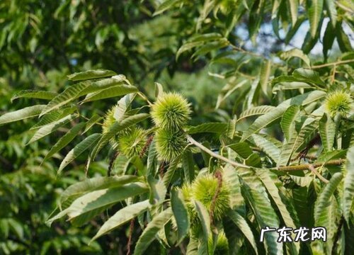 板栗几年结果实