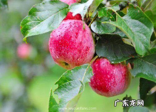 苹果是碳水化合物吗