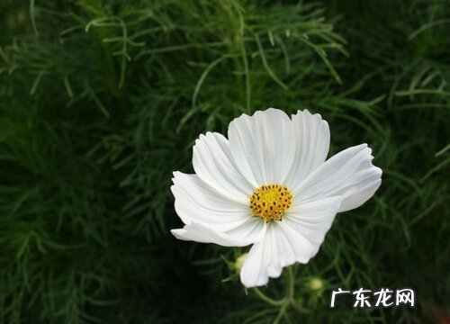 什么花的花语是破镜重圆