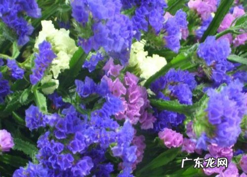 什么花的花语是破镜重圆