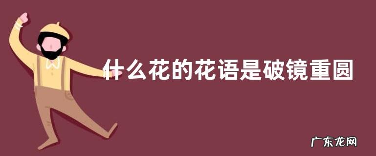 什么花的花语是破镜重圆