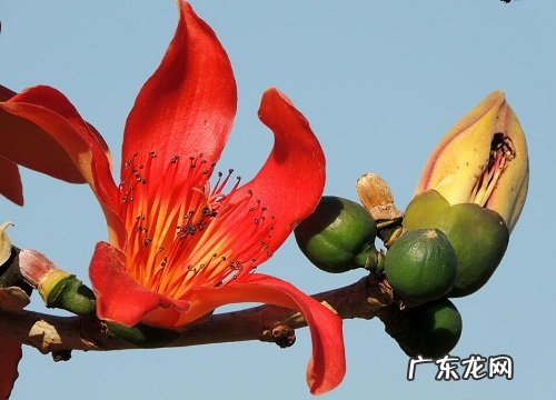 什么花的花语是关于友谊的