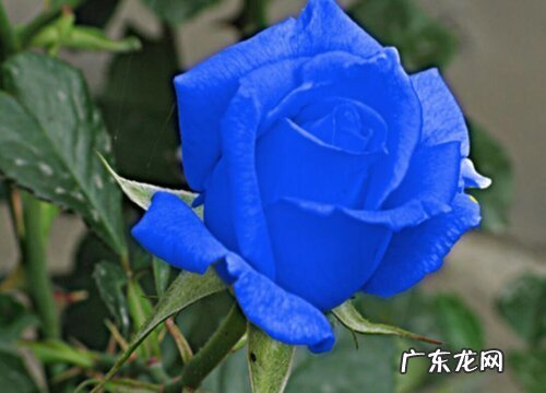 什么花的花语是无情