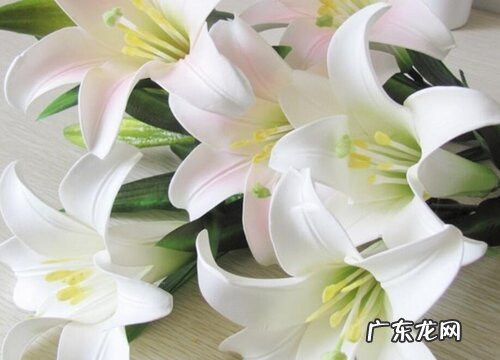 什么花的花语是无情