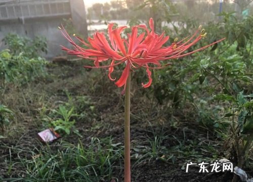 什么花的花语是无情
