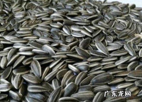 新疆瓜子产地在哪里