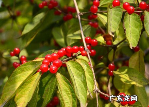 红豆是碳水化合物吗