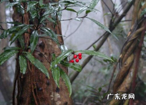 红豆是碳水化合物吗