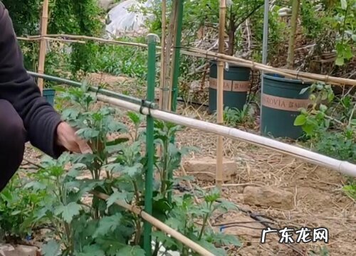 木菊花什么时候剪枝合适