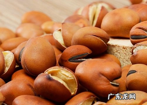 蚕豆果实类型