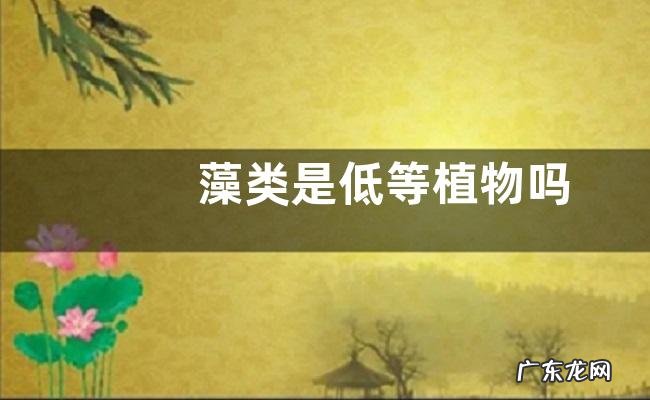 藻类是低等植物吗