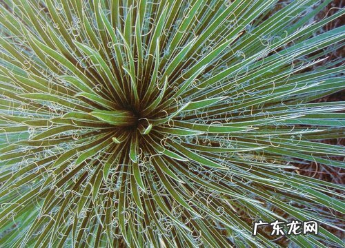 藻类是低等植物吗