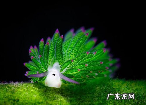 藻类是低等植物吗
