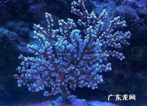 海树是保护植物吗