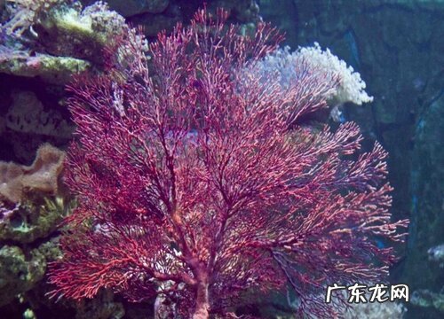 海树是保护植物吗