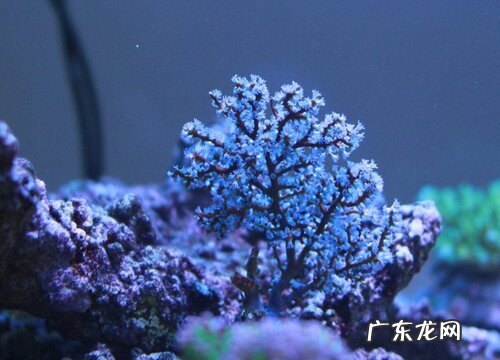 海树是保护植物吗