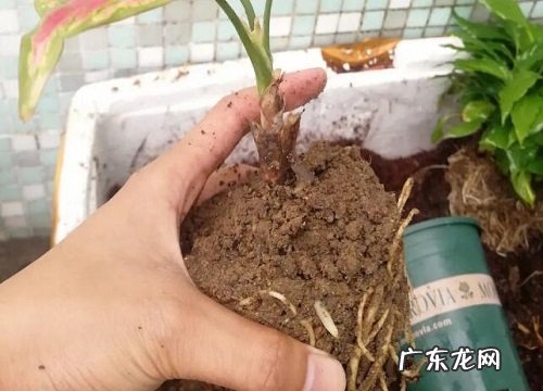 从山上挖的土可以直接种花吗