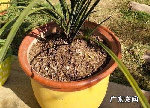 从山上挖的土可以直接种花吗