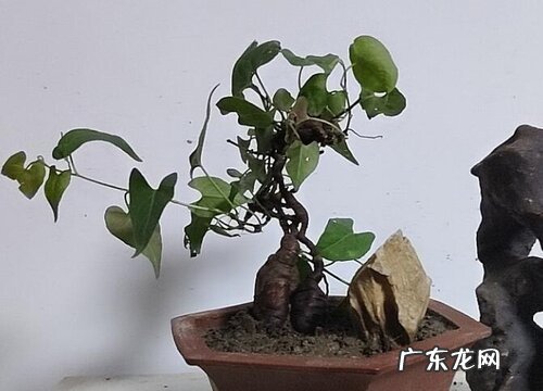何首乌块茎繁殖与种植方法