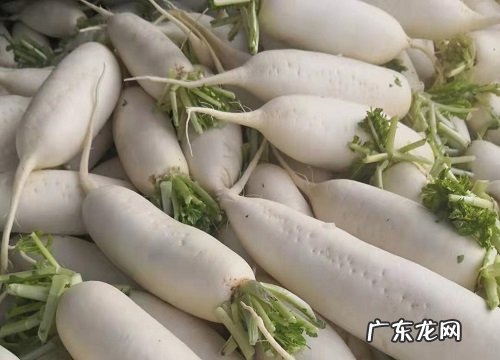 萝卜产地在哪里