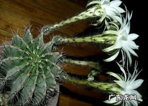 仙人球有多少品种