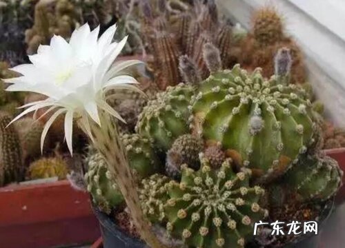 仙人球有多少品种