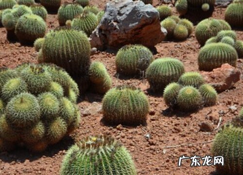 仙人球有多少品种