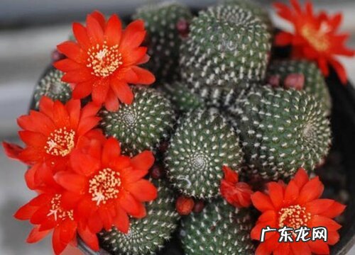 仙人球有多少品种