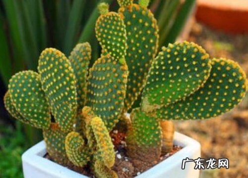 仙人球有多少品种