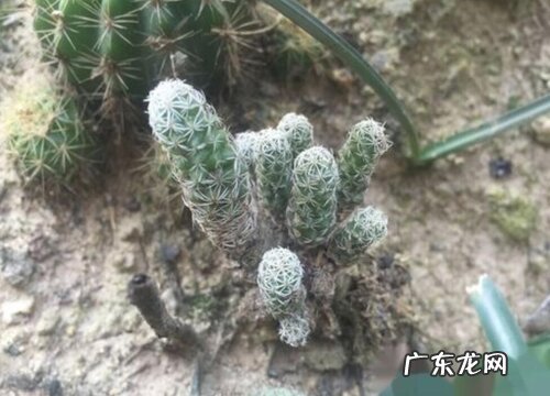 仙人球有多少品种