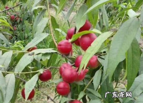 枣桃是什么水果