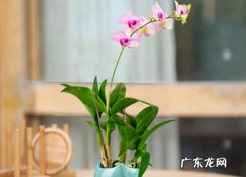 墨兰花怎么养殖方法