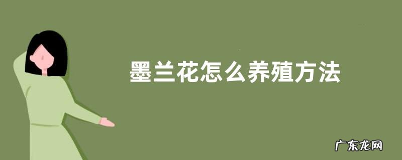 墨兰花怎么养殖方法