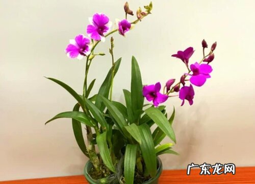 墨兰花怎么养殖方法