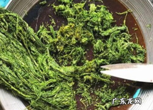 海苔是藻类植物吗