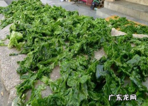 海苔是藻类植物吗