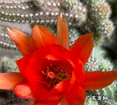 仙人指如何快速开花 促进仙人指开花方法