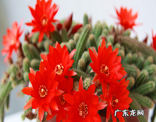 仙人指如何快速开花 促进仙人指开花方法