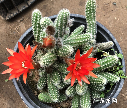 仙人指如何快速开花 促进仙人指开花方法