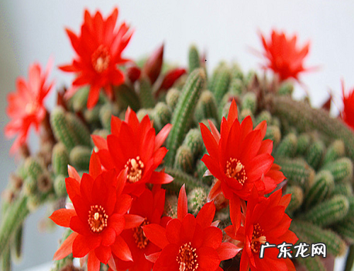 仙人指如何快速开花 促进仙人指开花方法