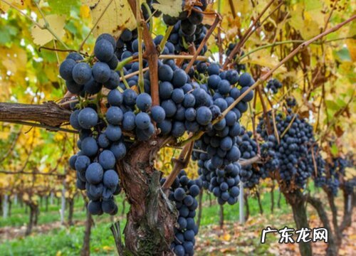 砂质土适合种什么植物