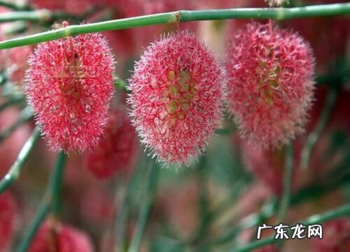 砂质土适合种什么植物