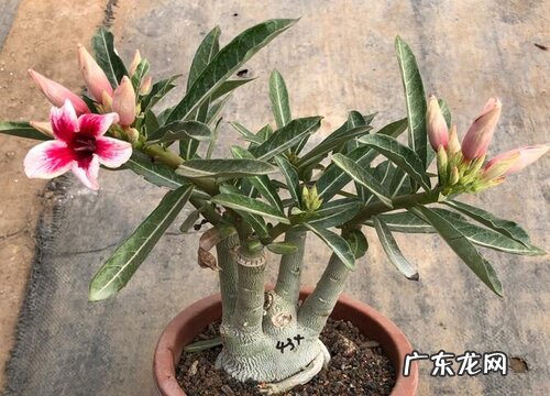砂质土适合种什么植物